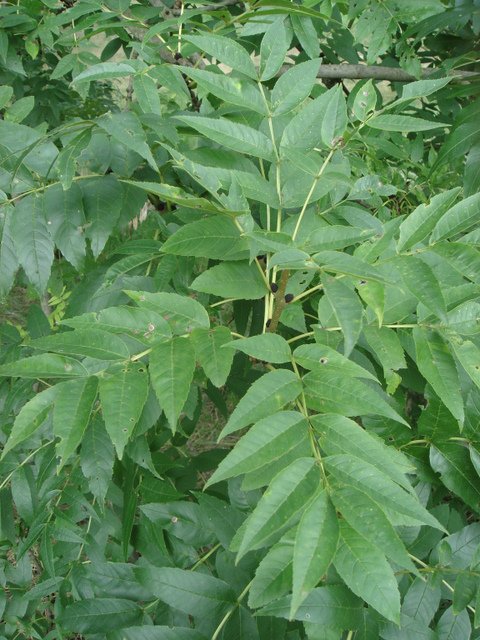 Fraxinus excelsior feuille
